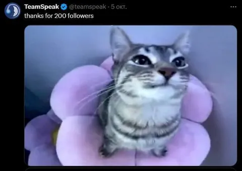 Cat Thanking Followers