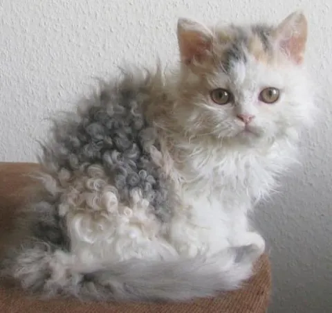 Кудрявый котёнок с серьёзным взглядом