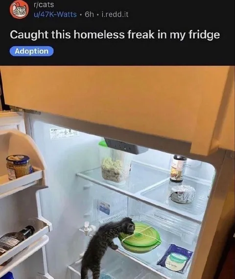Homeless Freak in the Fridge