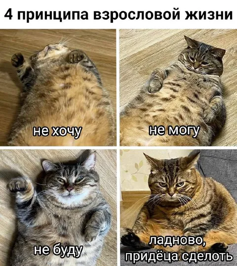 Четыре принципа взрослой жизни