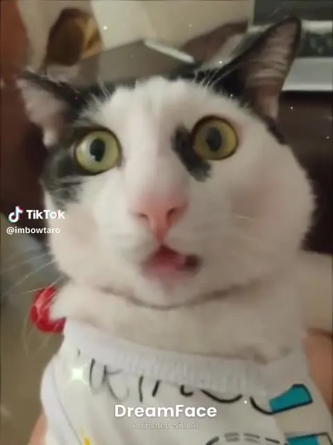 Кот удивлённо подпевает