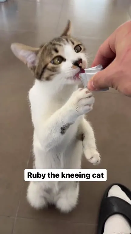 Ruby the Kneeling Cat