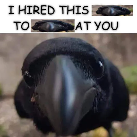 I Hired This Bird At You
