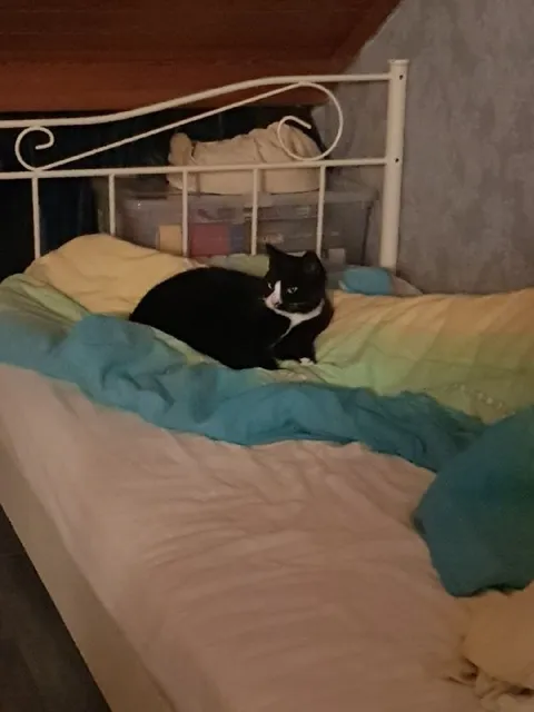 Кот занял всю кровать
