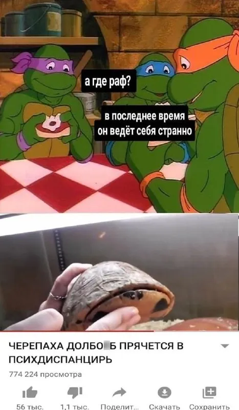 Черепаха прячется в психдиспансере