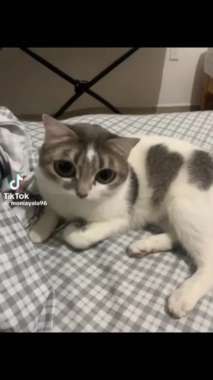 Кот с огромными глазами