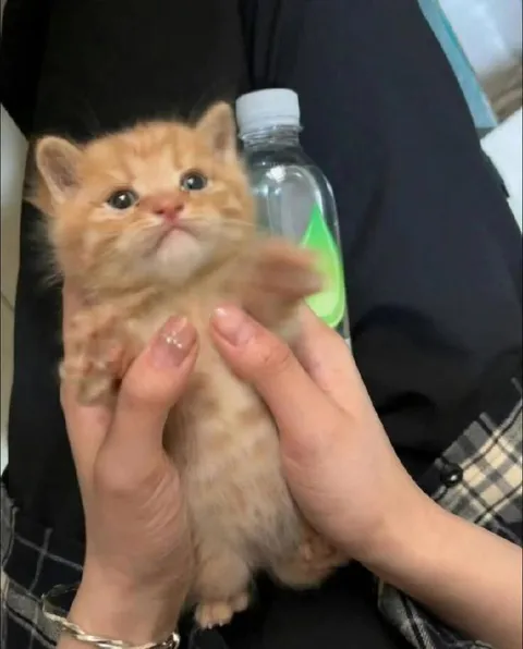 Котёнок с бутылочкой