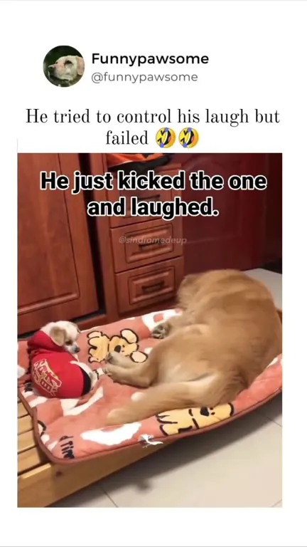 Dog Kicks Cat and Laughs