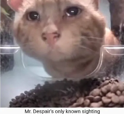 Mr. Despair Cat Sighting