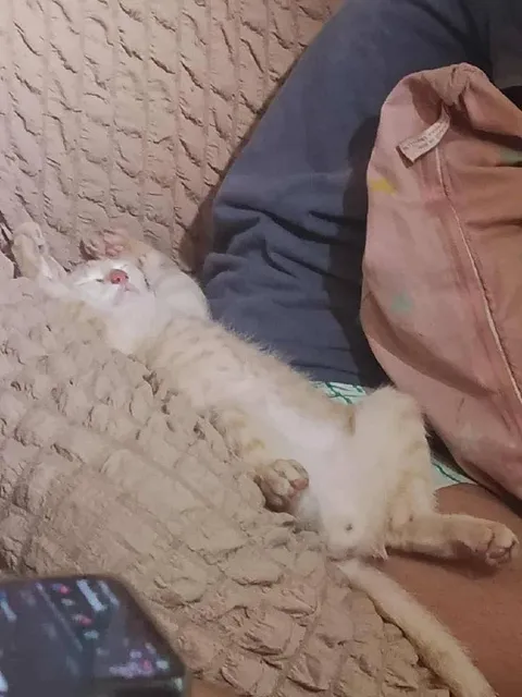 Кот, уснувший вверх лапами