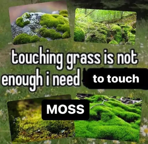 I Need to Touch Moss