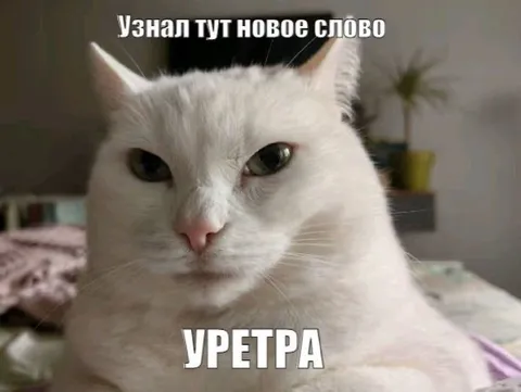 Узнал новое слово утром