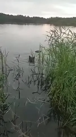 Собака выплывает к берегу