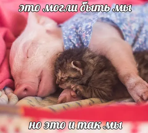 Свинья и котёнок спят вместе