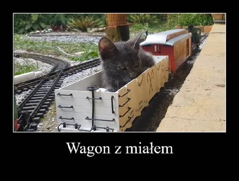 Wagon z kotem