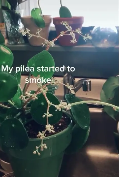My Pilea Started to Smoke