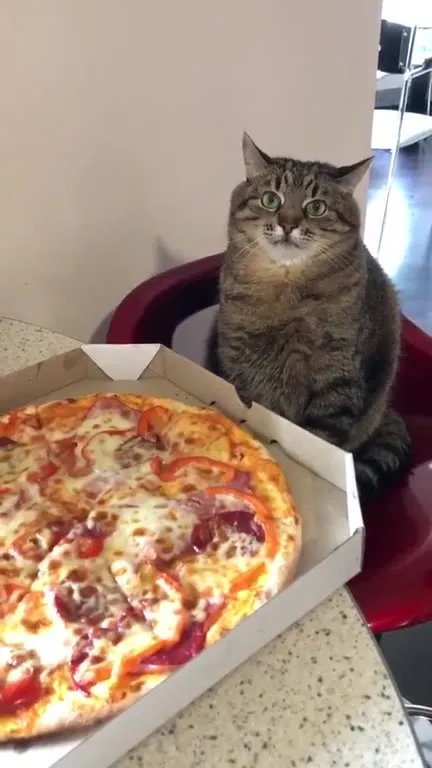 Кот ждёт кусочек пиццы