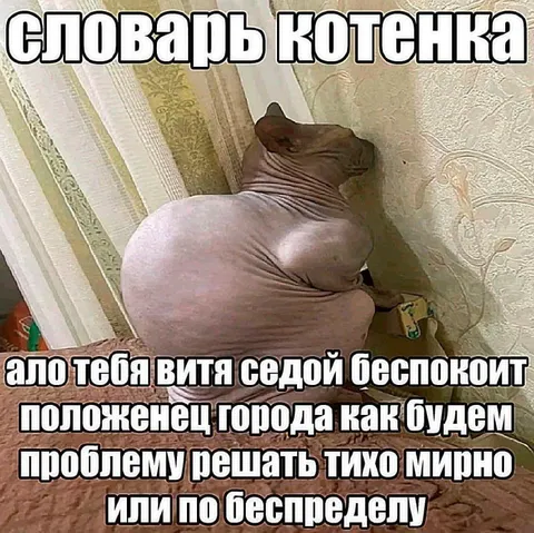 Котенок решает проблему