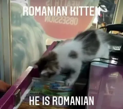 Romanian Kitten at Checkout
