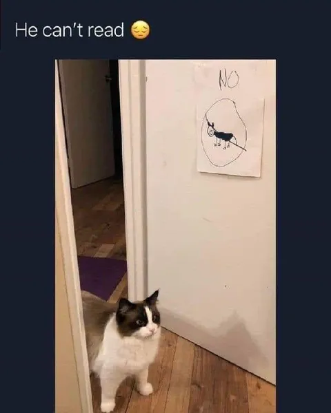 Cat Who Can't Read