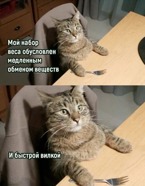Кот с быстрой вилкой