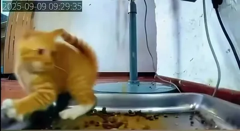 Кот устроил беспорядок с кормом