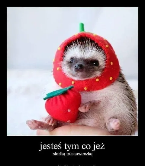 Jeż jako słodka truskaweczka