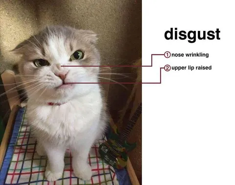 Disgusted Cat Anatomy