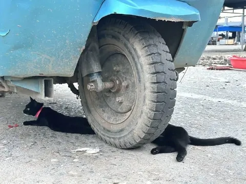 Кот под колесом
