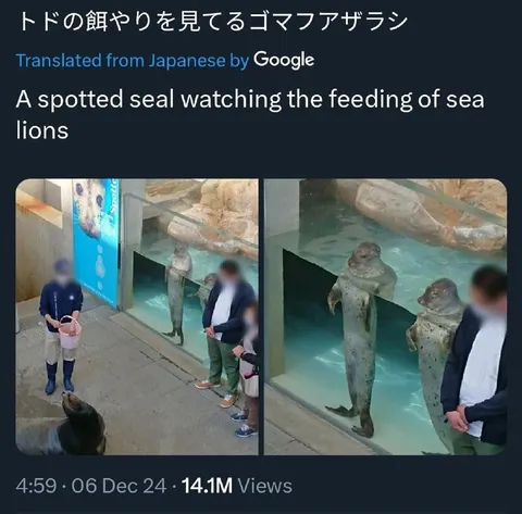トドの餌やりを見つめるゴマフアザラシ