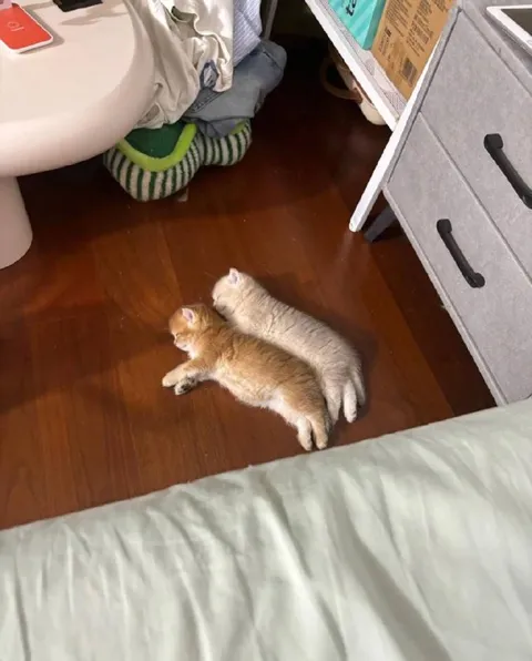 Котята спят в обнимку