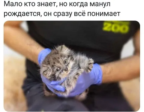 Котёнок всё понимает с рождения