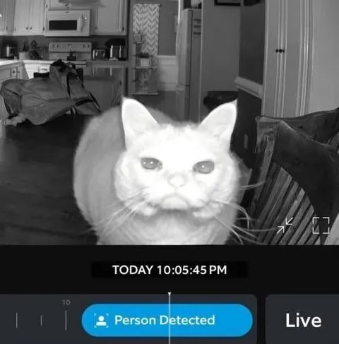 Cat Detected as Person