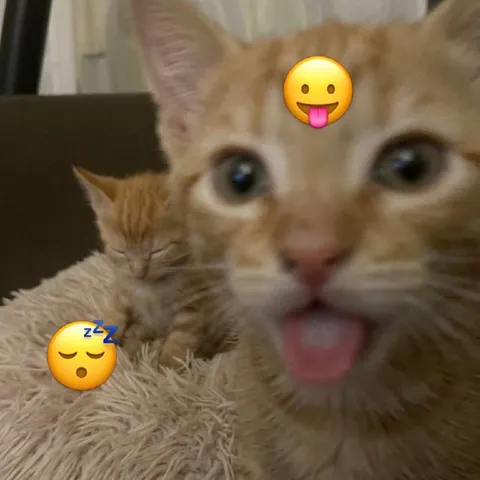 Кот не может уснуть
