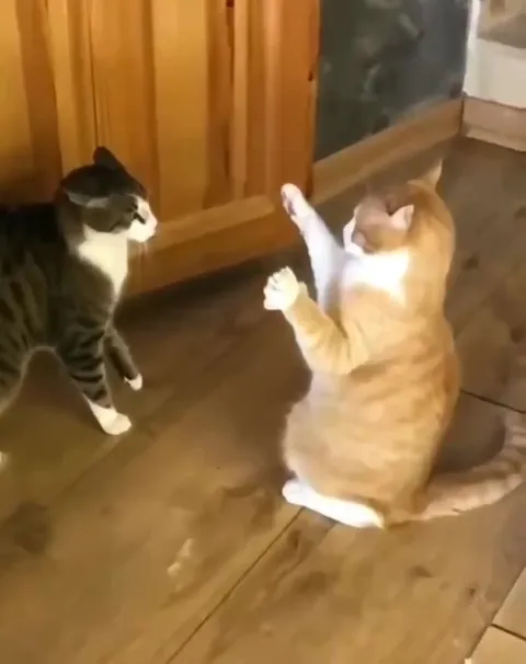 Коты устроили рукопожатие