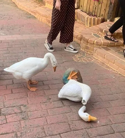 Гусь потерял голову
