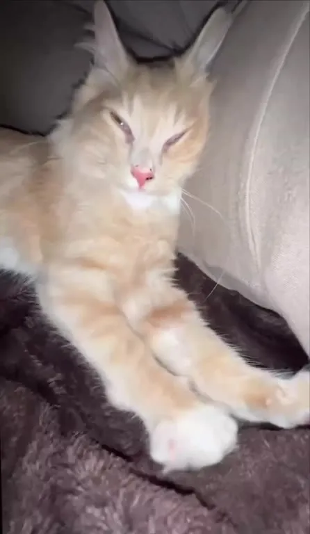 Кот просыпается под Хакими