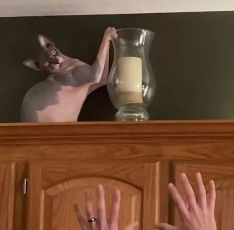 Кот держит свечу над руками