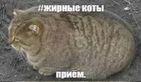 Жирные коты: приём
