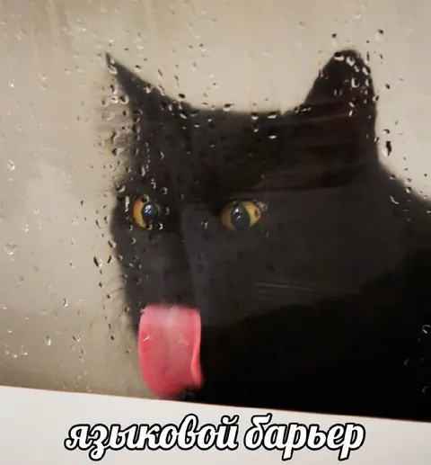 Языковой барьер с котом