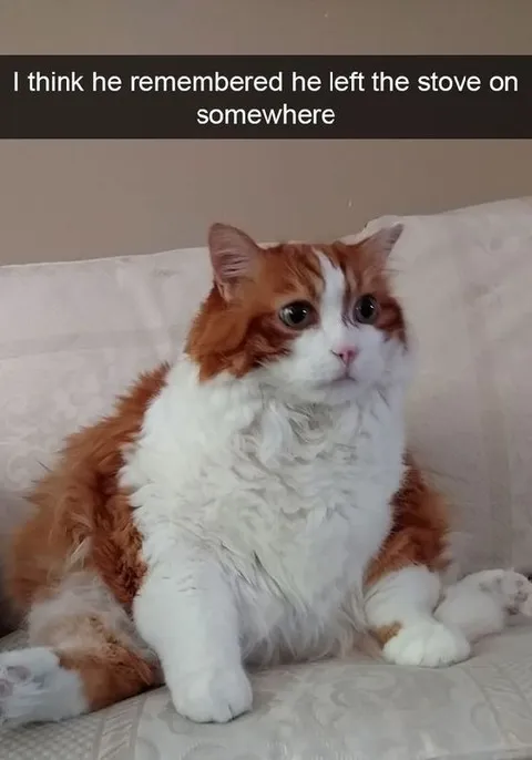 Cat Remembers the Stove
