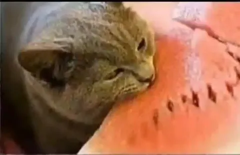 Кот и арбузный удар