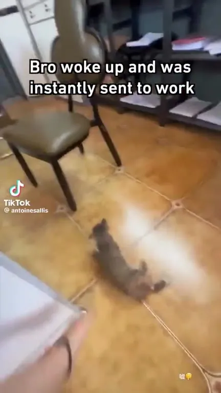 Mouse Gets Sent to Work