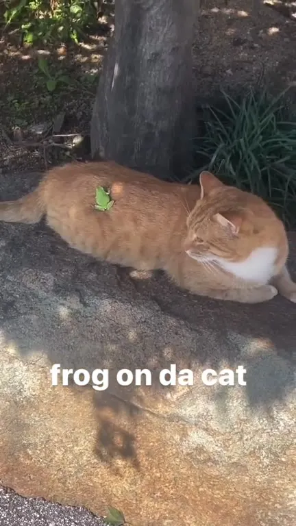 Frog on da Cat