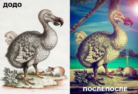 Додо до и после