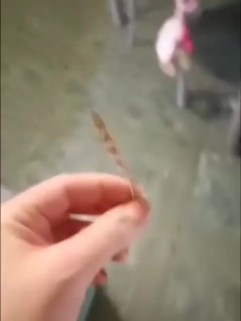 Сова с пером на голове