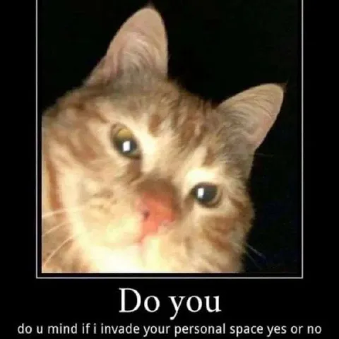 Cat Invading Your Personal Space