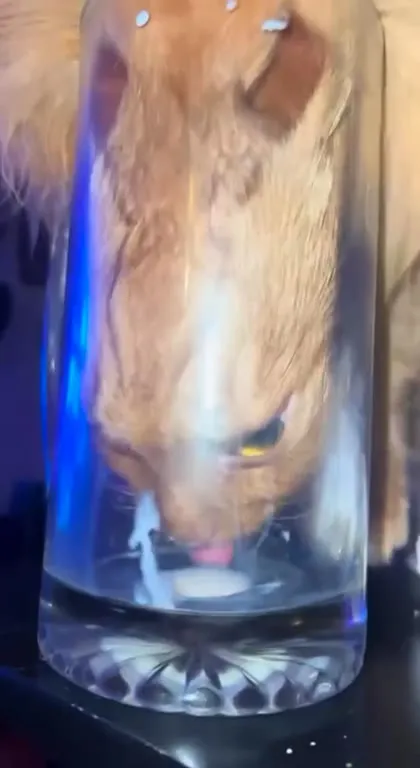 Коты творят странные вещи