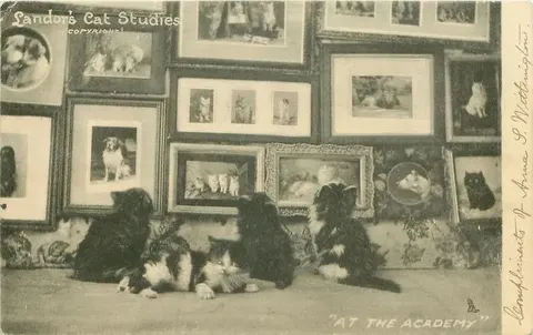 Cats at the Academy