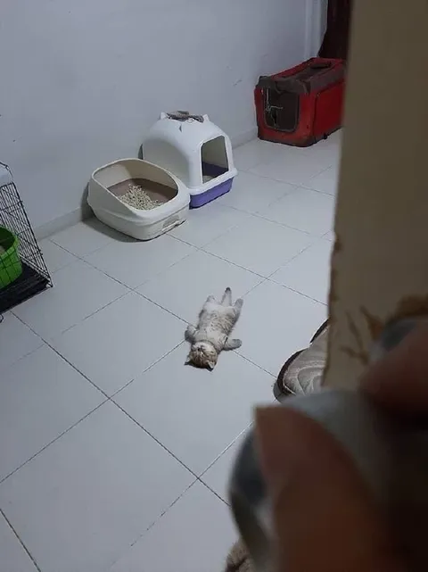 Кот лежит посреди комнаты